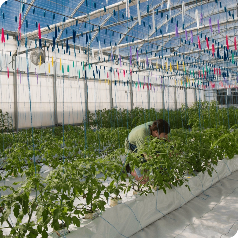 large greenhouse with workers